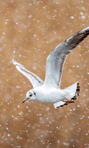 Preview wallpaper seagull, bird, flight, snow