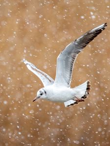 Preview wallpaper seagull, bird, flight, snow