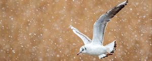 Preview wallpaper seagull, bird, flight, snow