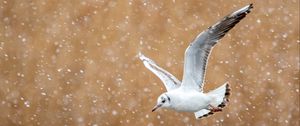 Preview wallpaper seagull, bird, flight, snow