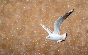 Preview wallpaper seagull, bird, flight, snow