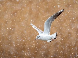 Preview wallpaper seagull, bird, flight, snow