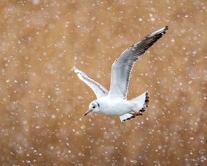 Preview wallpaper seagull, bird, flight, snow