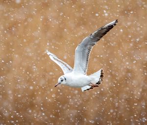 Preview wallpaper seagull, bird, flight, snow