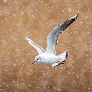 Preview wallpaper seagull, bird, flight, snow