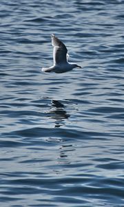 Preview wallpaper seagull, bird, flight, sea, ripple