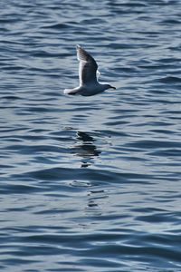 Preview wallpaper seagull, bird, flight, sea, ripple
