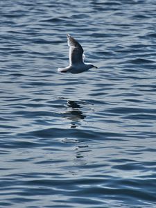 Preview wallpaper seagull, bird, flight, sea, ripple