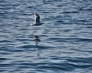 Preview wallpaper seagull, bird, flight, sea, ripple