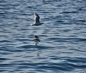 Preview wallpaper seagull, bird, flight, sea, ripple