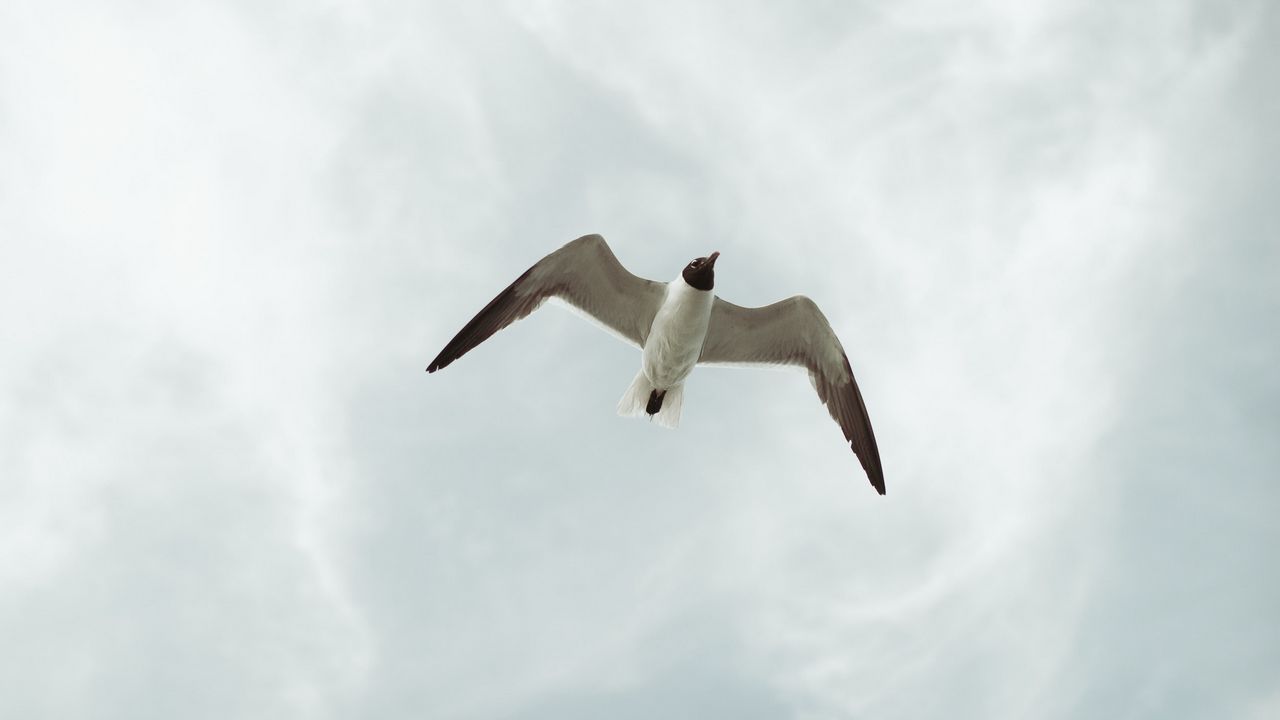 Wallpaper seagull, bird, fly, sky, height