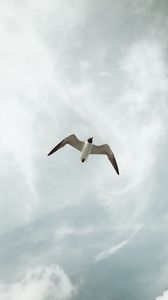 Preview wallpaper seagull, bird, fly, sky, height