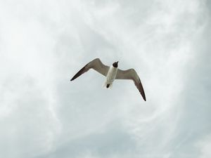 Preview wallpaper seagull, bird, fly, sky, height