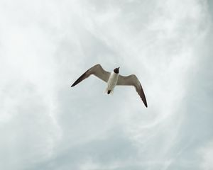 Preview wallpaper seagull, bird, fly, sky, height