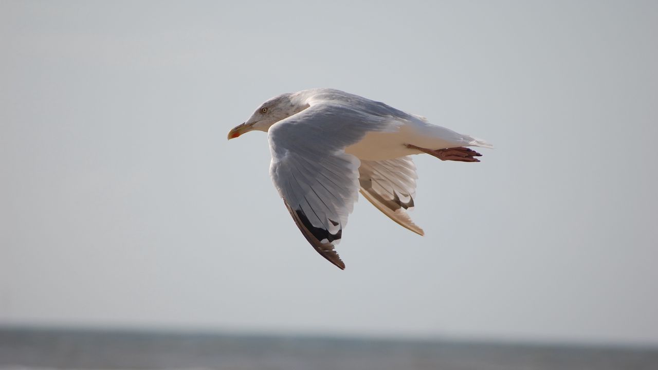 Wallpaper seagull, bird, flying, marine