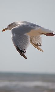 Preview wallpaper seagull, bird, flying, marine