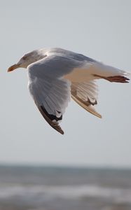 Preview wallpaper seagull, bird, flying, marine