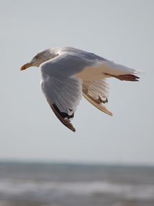 Preview wallpaper seagull, bird, flying, marine