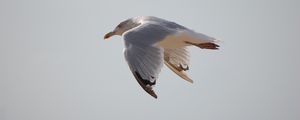 Preview wallpaper seagull, bird, flying, marine