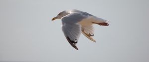 Preview wallpaper seagull, bird, flying, marine