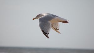 Preview wallpaper seagull, bird, flying, marine