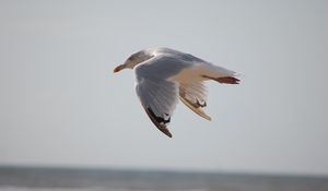 Preview wallpaper seagull, bird, flying, marine