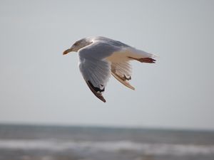 Preview wallpaper seagull, bird, flying, marine