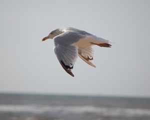 Preview wallpaper seagull, bird, flying, marine