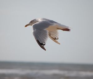 Preview wallpaper seagull, bird, flying, marine