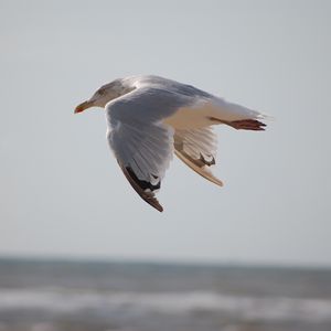 Preview wallpaper seagull, bird, flying, marine