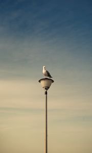 Preview wallpaper seagull, bird, lantern, sky