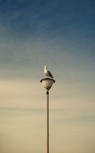 Preview wallpaper seagull, bird, lantern, sky