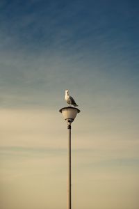 Preview wallpaper seagull, bird, lantern, sky