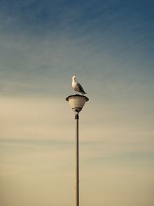 Preview wallpaper seagull, bird, lantern, sky