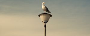 Preview wallpaper seagull, bird, lantern, sky