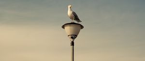 Preview wallpaper seagull, bird, lantern, sky