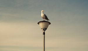 Preview wallpaper seagull, bird, lantern, sky