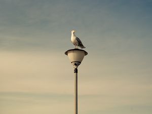 Preview wallpaper seagull, bird, lantern, sky