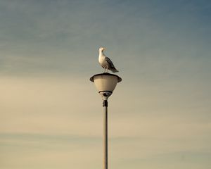 Preview wallpaper seagull, bird, lantern, sky