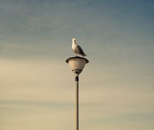 Preview wallpaper seagull, bird, lantern, sky