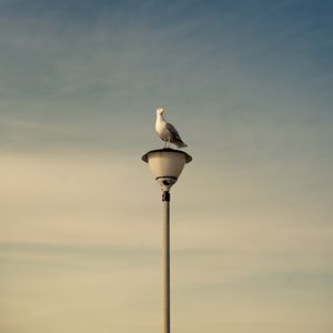 Preview wallpaper seagull, bird, lantern, sky