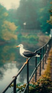 Preview wallpaper seagull, bird, river