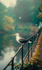 Preview wallpaper seagull, bird, river