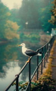 Preview wallpaper seagull, bird, river