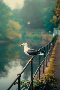 Preview wallpaper seagull, bird, river