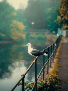 Preview wallpaper seagull, bird, river