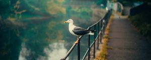 Preview wallpaper seagull, bird, river