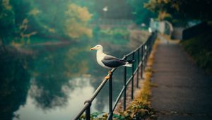 Preview wallpaper seagull, bird, river