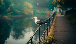 Preview wallpaper seagull, bird, river