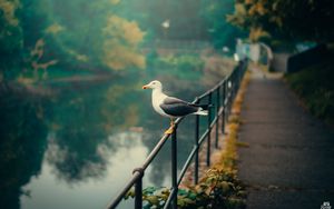 Preview wallpaper seagull, bird, river